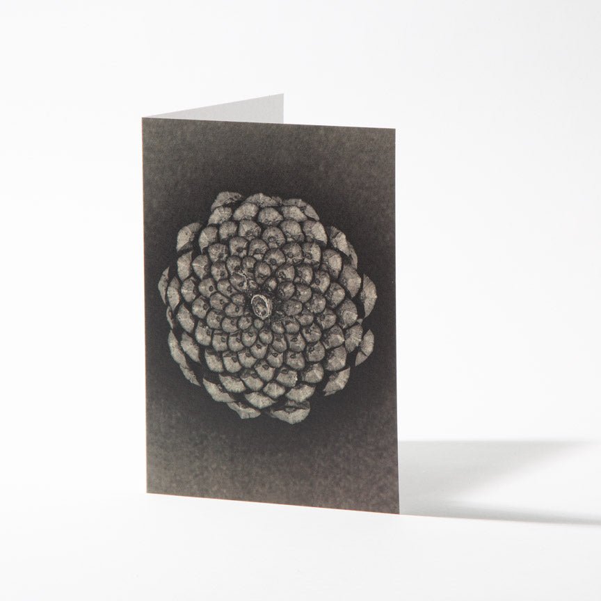 Fine Art Card - A Pine Cone - Heating & Plumbing London -